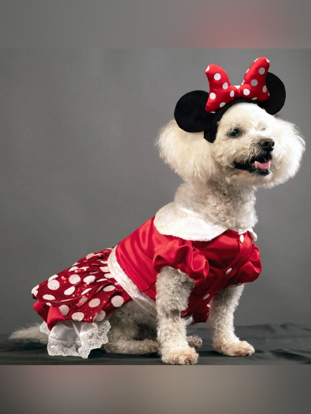 Disney Pets Collection Minnie Mouse Premium Dog Outfit~Snaps & Headband (L) NEW